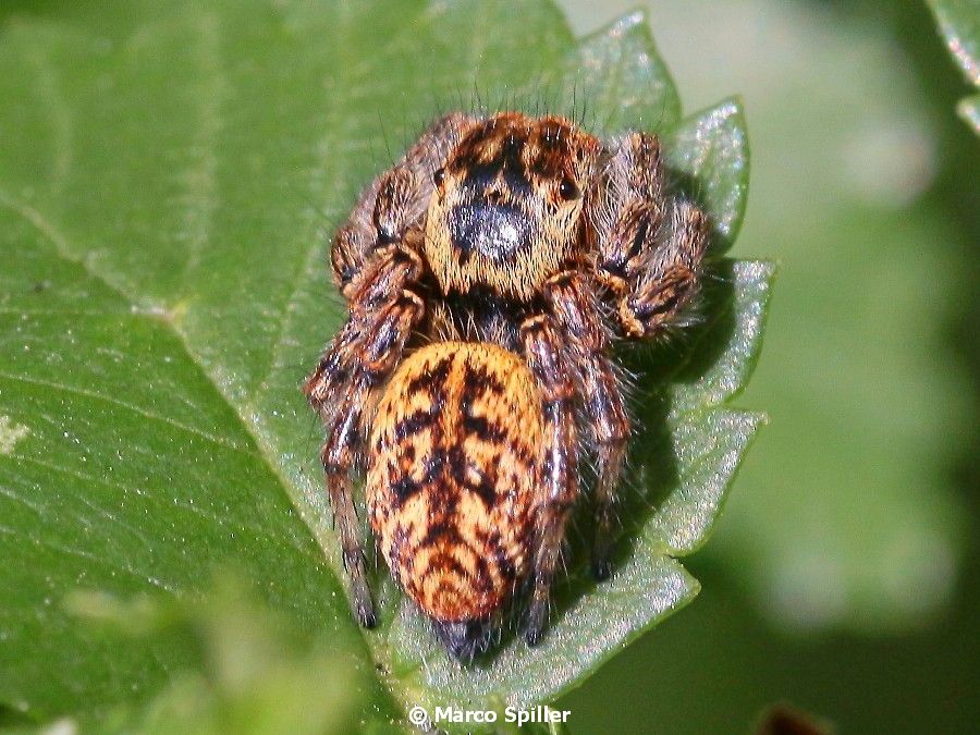 Carrhotus xanthogramma, femmina  - Milano